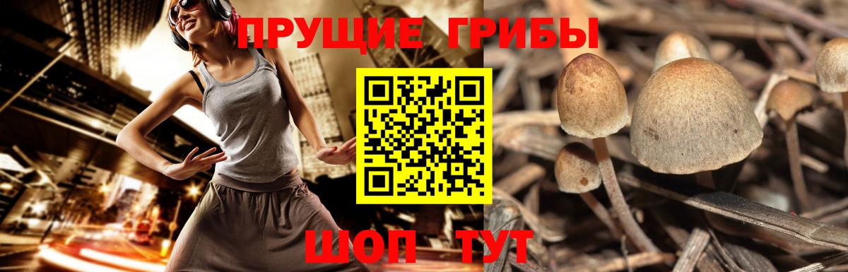 Галлюциногенные грибы GOLDEN TEACHER Новокуйбышевск